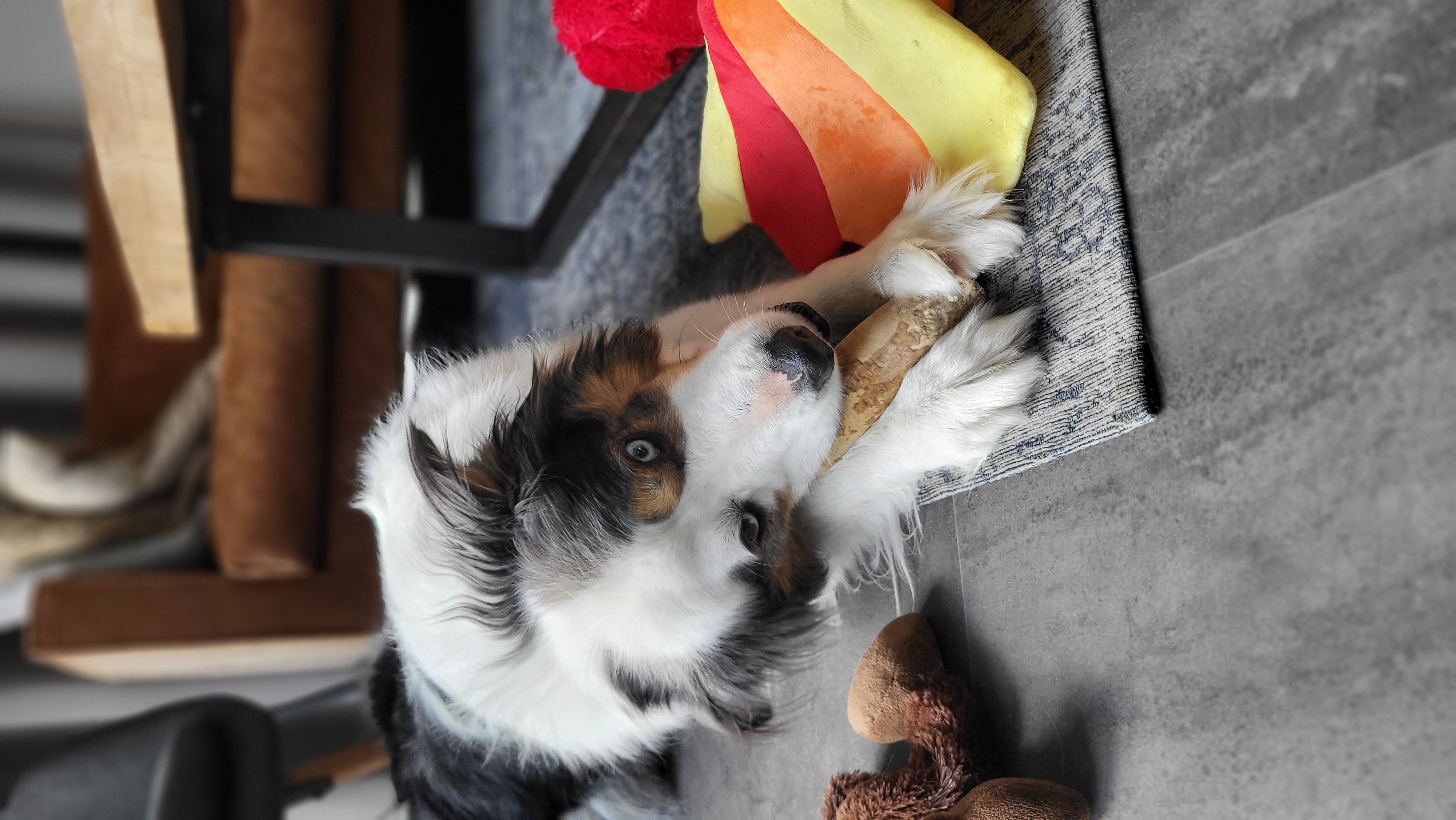 Hond kauwt op hout