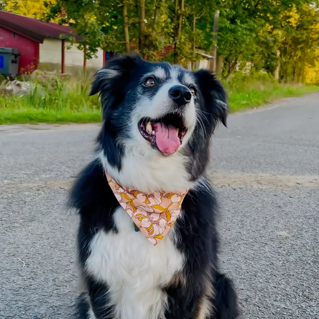 Hond met oranje bandana