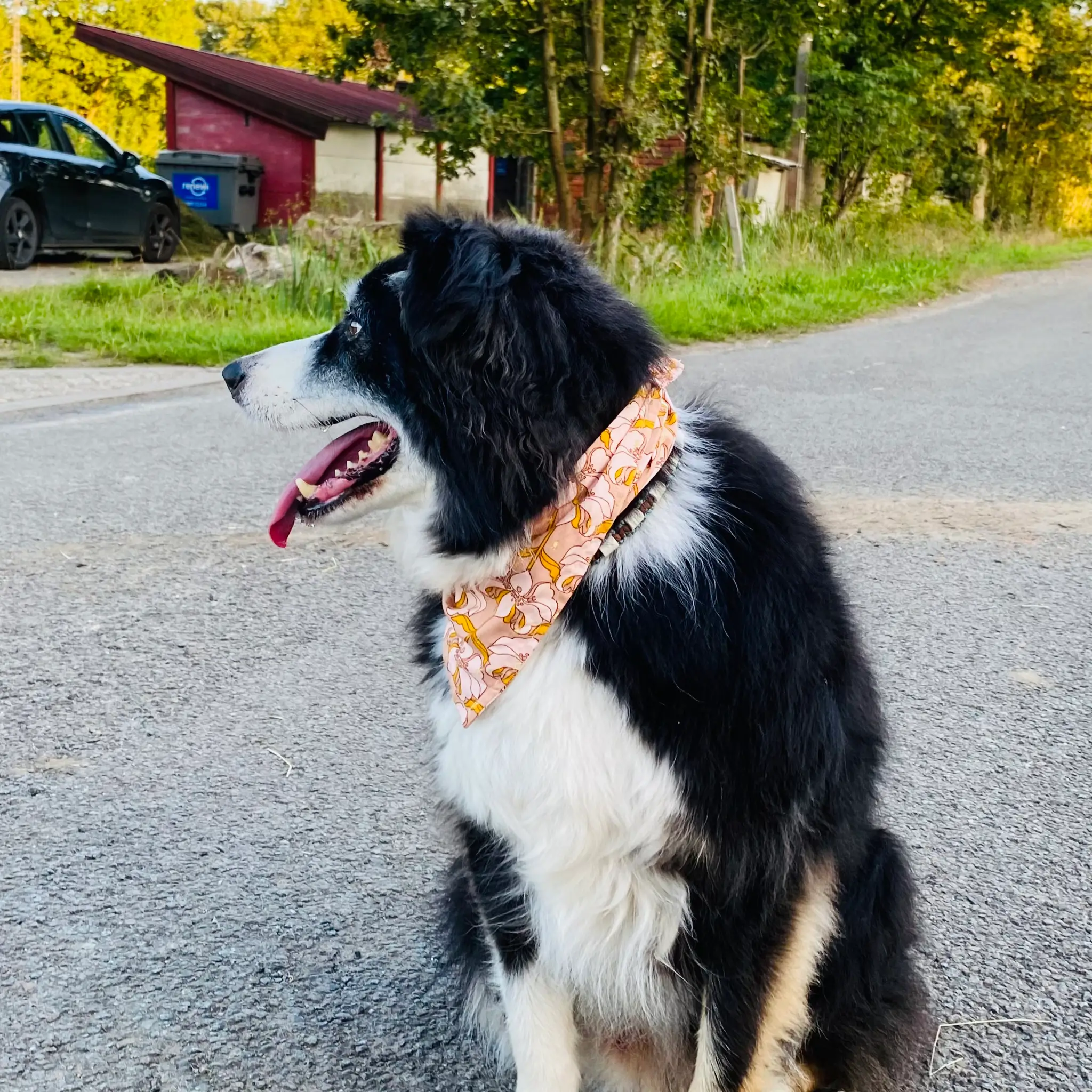Hond met handgemaakte bandana